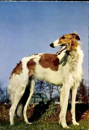 Set von 65 AK Hunde, diverse Ansichten 