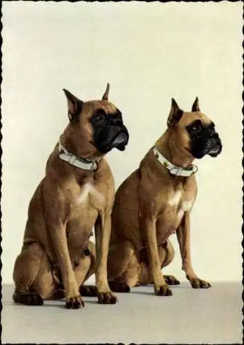 Set von 65 AK Hunde, diverse Ansichten 