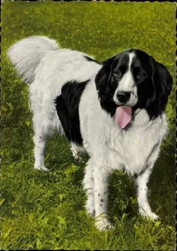 Set von 65 AK Hunde, diverse Ansichten 