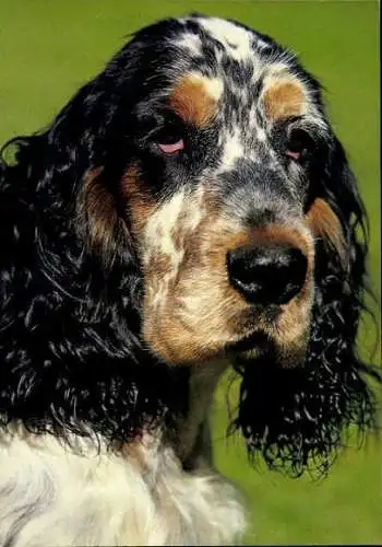 Set von 65 AK Hunde, diverse Ansichten 