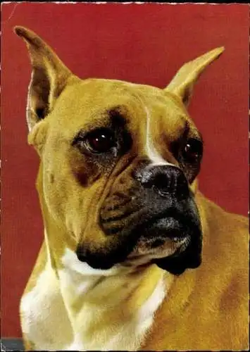 Set von 65 AK Hunde, diverse Ansichten 