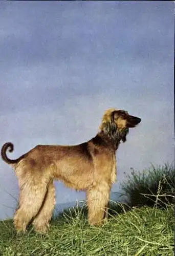 Set von 65 AK Hunde, diverse Ansichten 