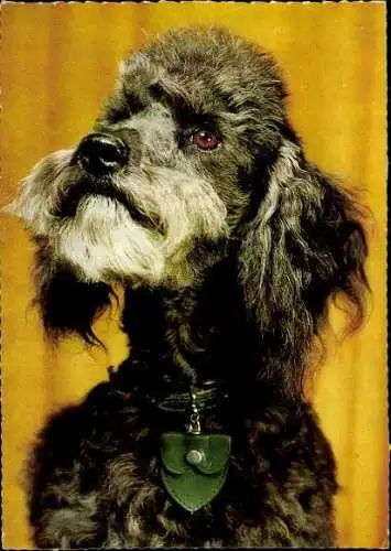 Set von 65 AK Hunde, diverse Ansichten 