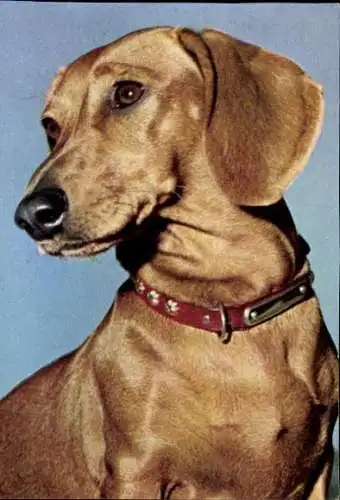 Set von 65 AK Hunde, diverse Ansichten 