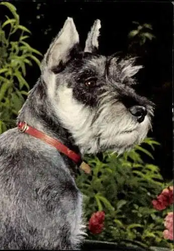 Set von 65 AK Hunde, diverse Ansichten 