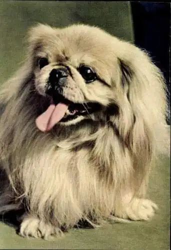 Set von 65 AK Hunde, diverse Ansichten 