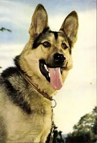 Set von 65 AK Hunde, diverse Ansichten 