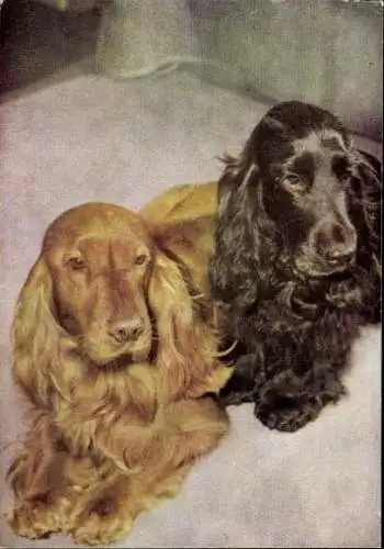 Set von 65 AK Hunde, diverse Ansichten 