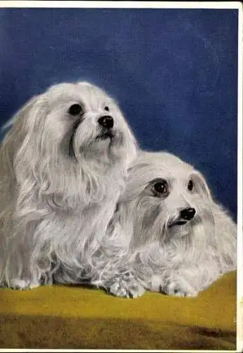 Set von 65 AK Hunde, diverse Ansichten 