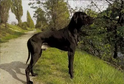 Set von 65 AK Hunde, diverse Ansichten 