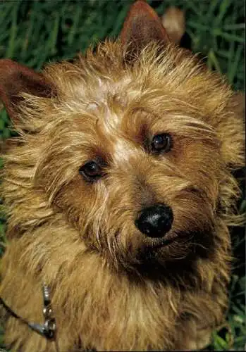 Set von 65 AK Hunde, diverse Ansichten 