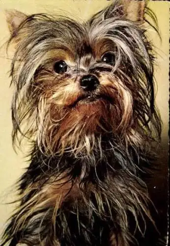 Set von 65 AK Hunde, diverse Ansichten 