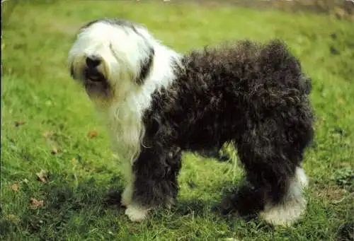 Set von 65 AK Hunde, diverse Ansichten 