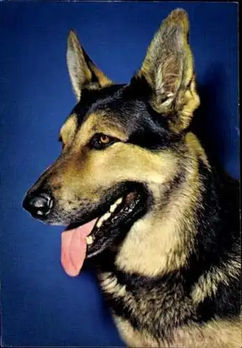 Set von 65 AK Hunde, diverse Ansichten 