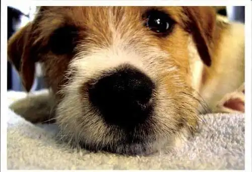 Set von 65 AK Hunde, diverse Ansichten 