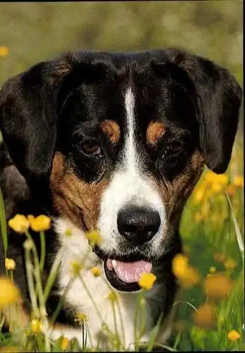 Set von 65 AK Hunde, diverse Ansichten 