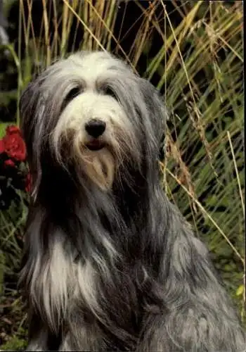 Set von 65 AK Hunde, diverse Ansichten 