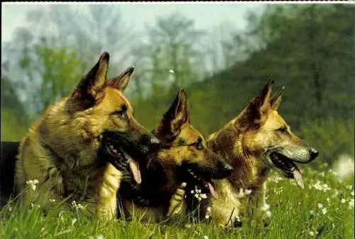 Set von 65 AK Hunde, diverse Ansichten 