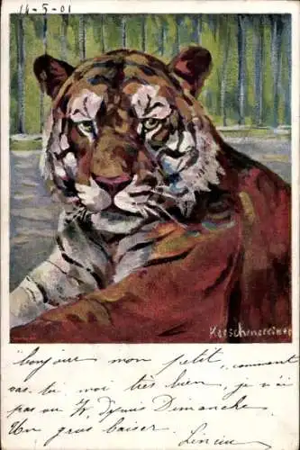 Künstler Ak Tiger, Tierporträt