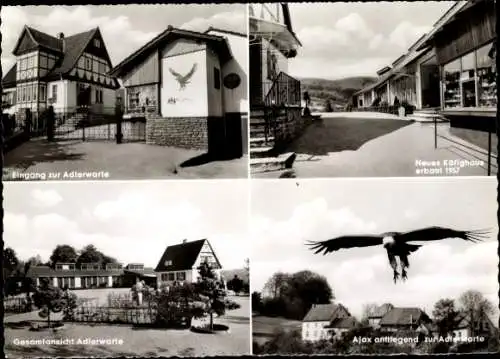 Ak Berlebeck Detmold Nordrhein Westfalen, Adlerwarte