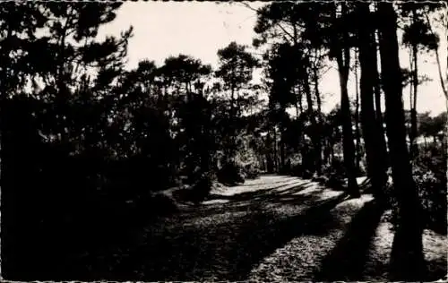 Ak Sion sur l'Ocean Vendée, par Saint-Hillaire-de-Riez, Chemin sous bois emprunte par les Colonies