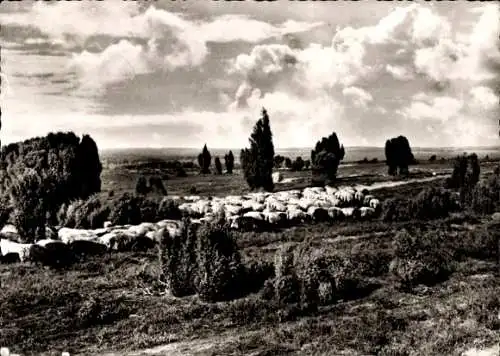 Ak Lüneburger Heide, Heidschnucken, Wacholder