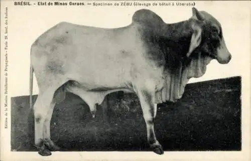 Ak Brasilien, Specimen de Zebu, Viehzucht in Uberaba