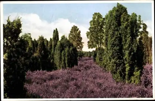 Ak Lüneburger Heide, Heidelandschaft