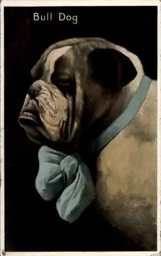 Ak Bulldogge mit blauer Schleife, Tierporträt