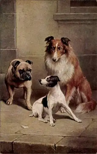 Ak Drei Hunde, Bulldogge, Sheltie