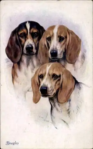 Ak Drei Hunde, Beagle, Tierporträt