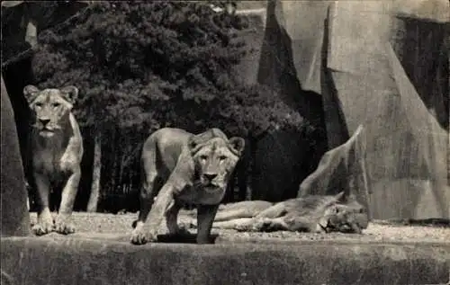 Ak Paris, Parc Zoologique du Bois de Vincennes, Lion et Lionnes, Plateau