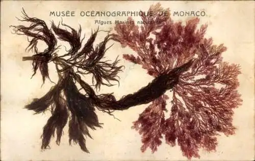 Ak Monaco, Ozeanographisches Museum, Natürliche Meeresalgen