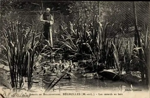 Ak Bégrolles Maine et Loire, les canards au bain