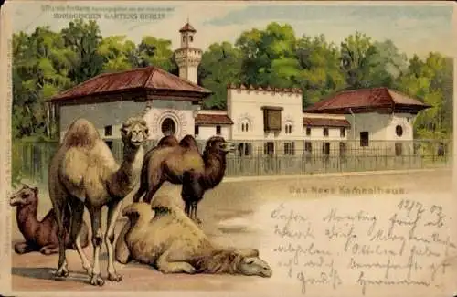 Litho Berlin Charlottenburg, Zoologischer Garten mit Kamelen, Neues Kamelhaus