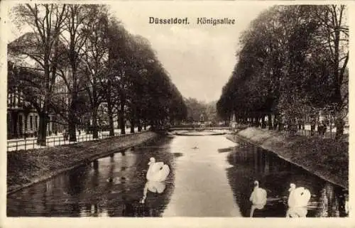 Ak Düsseldorf am Rhein, Königsallee, Schwäne