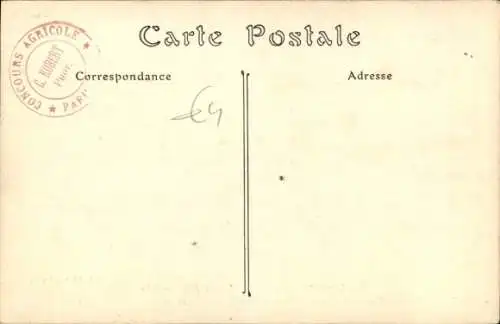 Ak-Rinderart, flämische Rasse, Kuh