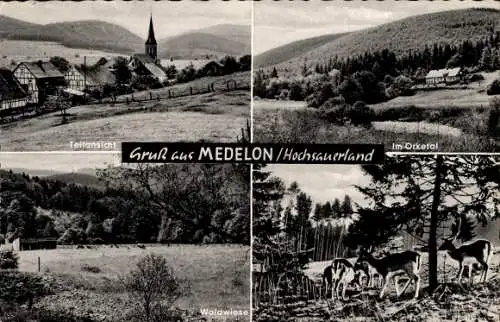 Ak Medelon Medebach im Sauerland, Teilansicht, Orketal, Waldwiese, Rotwild im Wald