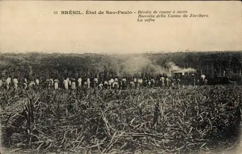 Ak Sao Paulo Brasilien, Zuckerrohrernte