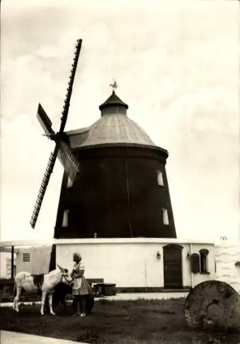 Ak Neustadt Halle an der Saale, HO Gaststätte Eselsmühle, Esel, Windmühle