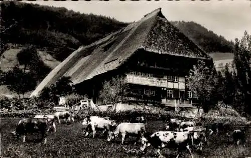 Ak Schwarzwaldhaus, Rinder auf der Weide