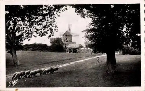 Ak Dol Ille et Vilaine, Moulin du Tertre, Schafe