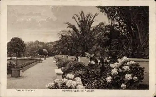 Ak Bad Pyrmont in Niedersachsen, Palmengruppe im Kurpark