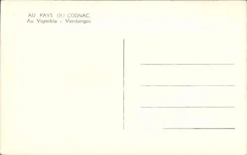 Ak Cognac Charente, Au Vignoble, Vendanges