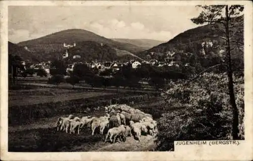 Ak Jugenheim an der Bergstraße Hessen, Gesamtansicht, Schafherde