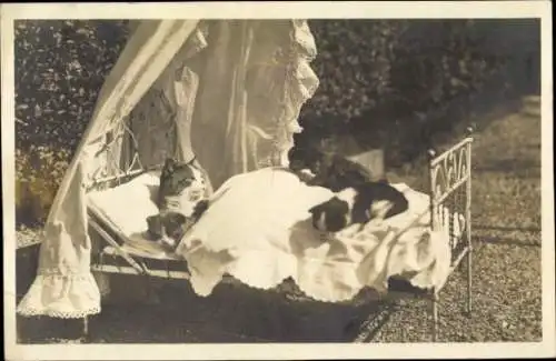 Foto Ak Hauskatzen in einem Bett
