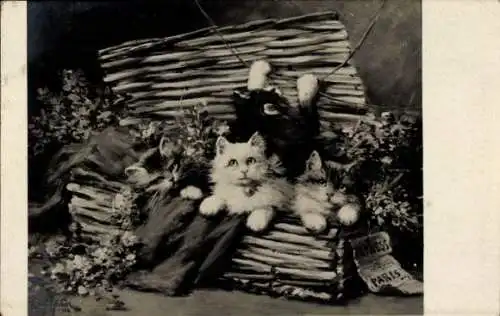 Künstler Ak Huber, L., Katzen in einer Truhe, Blumen