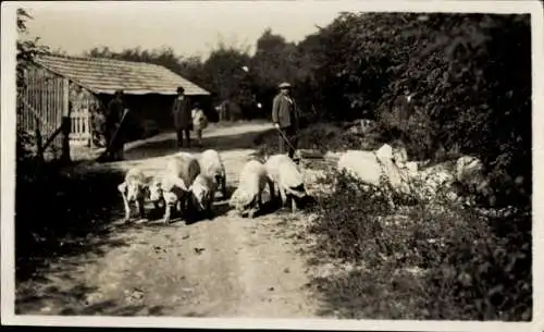 Foto Bauernhof, Bauer, Schweine, Landwirtschaft