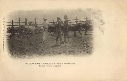 Ak Marovoay Madagaskar, Rinderpark in der deutschen Konzession