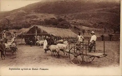 Ak Guinea, Landwirtschaftliche Ausbeutung in Französisch-Guinea